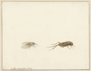 To insekter