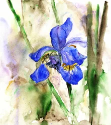 Levende blå iris