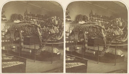 The Megatherium, British Museum, 1850