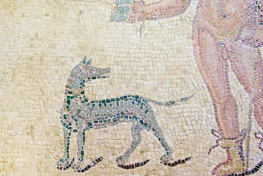 Hippolytus og Phaedra, detalje af Hippolytus hund, House of Dionysos, Paphos, Cypern mosaik