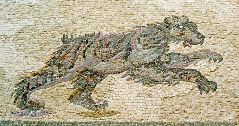 Jagtscene, detalje af en bjørn, House of Dionysos, Paphos, Cypern mosaik
