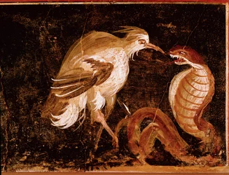 Romersk kunst: "" Kamp mellem en hejre og en kobra"" Romersk fresko fra Epigrammernes hus, Pompeji, Italien (Kamp mellem en hejre og en kobra, fresko fra casa degli Epigrammi, Pompeji) 60-80 e.Kr.