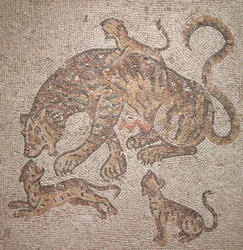 Tigress and Cubs, 300sdani