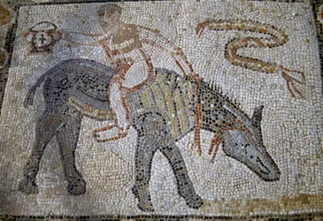 Desultor (atlet, der hoppede fra en hest til en anden under løb) rider på æsel baglæns og holder kantharos (vinderpokalen), mosaik i House of Desultor i den romerske by Volubilis (UNESCOs verdensarvsliste)