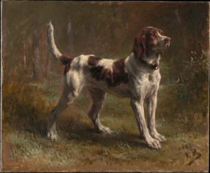 En Limier Briquet-hund