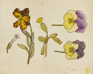 Undersøgelse af blomster - stedmoderblomst, murblomst