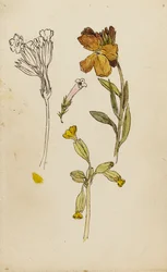 Undersøgelse af blomster, mursejler og kodriver
