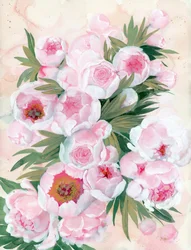 Blomstrende, lyserøde pæoner