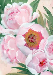 Lyserøde pæonblomster