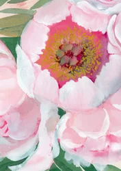 Lyserød pæonblomst