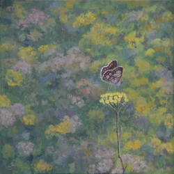 Brown Argus (efter foto af Sara Crow)