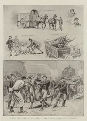 Scener fra kvægudstillingen i Agricultural Hall, Islington