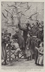 Vintergæster i London, der fodrer måger i St James