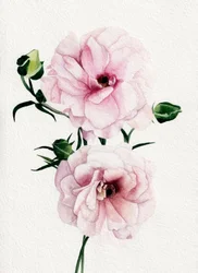Lyserøde akvarelblomster