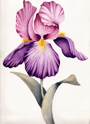 Levende lilla iris