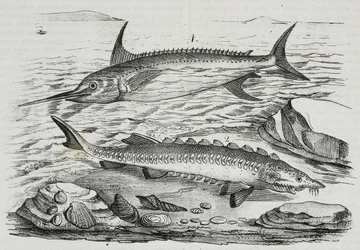1 sværdfisk (Xiphias gladius), 2 stør (Acipenser sturio), litografi af Salvatore Puglia fra Poliorama Pittoresco, n 10, 16. oktober