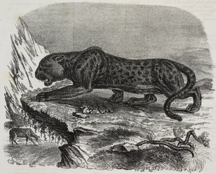 Black Panther i Jardin des Plantes, Paris botaniske have, Frankrig, litografi af Salvatore Puglia fra Poliorama Pittoresco, n 26, 4. februar