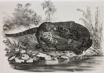 Caiman og jaguar, litografi af Salvatore Puglia fra Poliorama Pittoresco, n 16, 25. november
