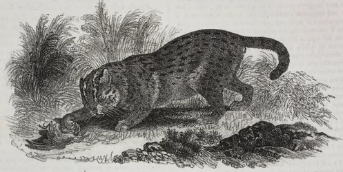 Sumatran kat, litografi af Salvatore Puglia fra Poliorama Pittoresco, n 47, 1. juli