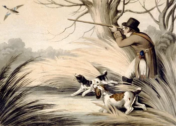 Skydeand, graveret af H. Merke, ca. 1809 (farve litho)