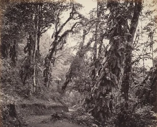Darjeeling, Skovscene med slyngplanter, med Tukvar-vejen