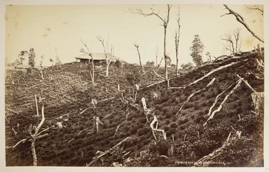 The Selim Tea Estate, Darjeeling,  fra 