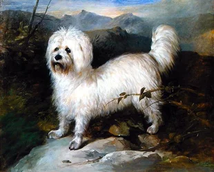 Lille hvid hund i et landskab (olie på lærred)