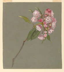 En kvist af bjerglaurbær med blade og blomster