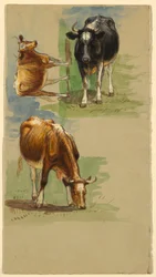 Kvæg, stude