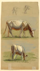 Tegning, Kvæg, to græssende køer og ryggen af kalve, 1875-80