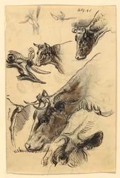 Tegning, skitser. Kvæg, Irvington, september 1876