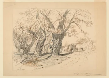 Tegning, undersøgelse til Cypress -træerne i Montezuma, Park of Chapultepec, Mexico