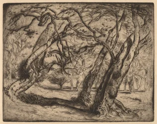 Uden titel (Skovlandskab)