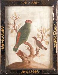 Grøn og rød indianerparakit, ca. 1750
