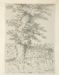 Tilføje. MS 15546 Am Elm Tree ved Bedminster
