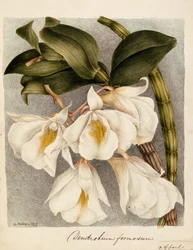 Dendrobium Formosum, ca. 1839 (akvarel)