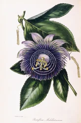 Passiflora Middletoniana, ca. 1834-1849