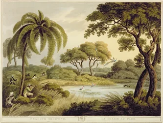 Påfuglejagt, fra Oriental Field Sports, udgivet af Edward Orme, 1807