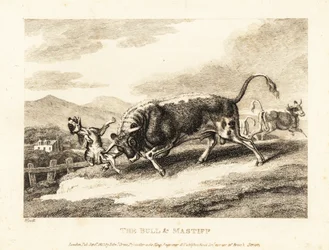 En tyr slår en hund ihjel på en mark. 1811 (ætsning)