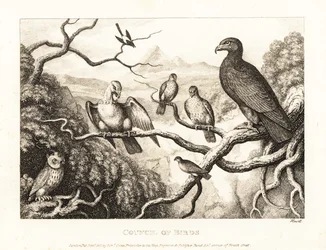 En ørn præsiderer over en gård af fugle i et træ. 1811 (ætsning)