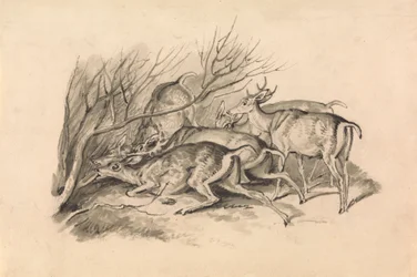 Hjorte før et krat