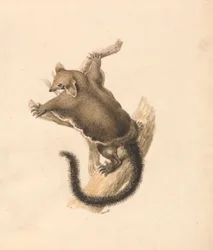 Flyvende egern