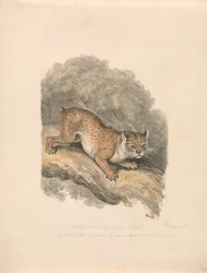 Nordamerikansk Lynx