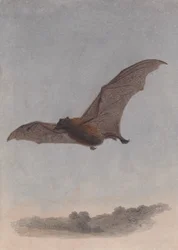 Studie af en vampyrflagermus