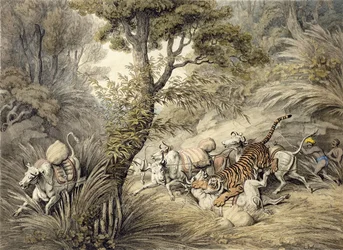 Tiger angriber et kvægtog,