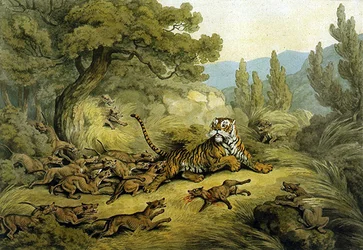 Tiger jaget af vilde hunde (akvarel på papir)