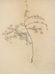 Blomstrende træ, 1884 (grafit på buff bundet papir)