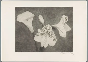 Amaryllis og arum