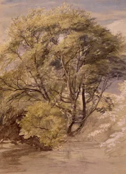 Studie af et piletræ, ca. 1850 (akvarel på papir)