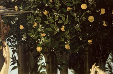 Primavera, detalje af appelsintræet, c.1478 tempera på panel